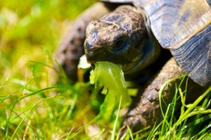 tortoise, Jessica Grant, CanLit